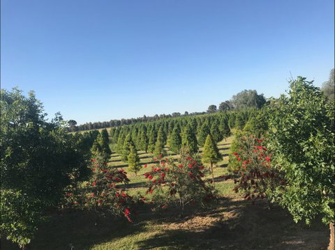 Rutherglen Christmas Trees Farm Stay - Accommodation Adelaide 0