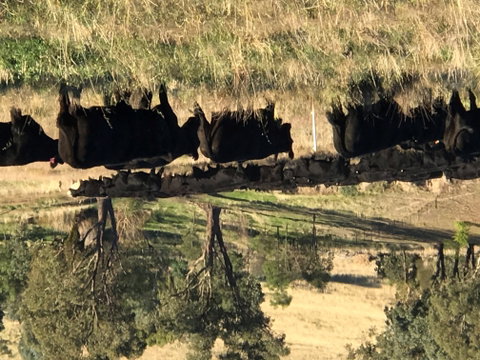Bibbaringa Shearers Quarters And The WoolShed - Accommodation Adelaide 9