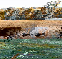 Lone Pine Homestead - Accommodation Adelaide