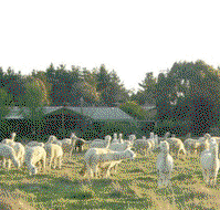 Glenhope Alpacas Self Contained Bb/farmstay - Accommodation Adelaide