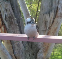Kookaburra Dreaming