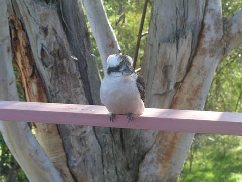 Kookaburra Dreaming - Accommodation Adelaide 0