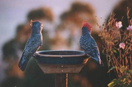 Lyrebird Cottages - Accommodation Adelaide 2