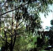 Mallacootas Shady Gully Caravan Park - Accommodation Adelaide