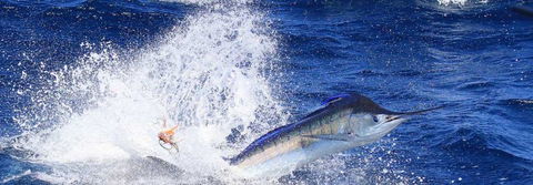 True Blue Fishing Charters - Accommodation Adelaide 6