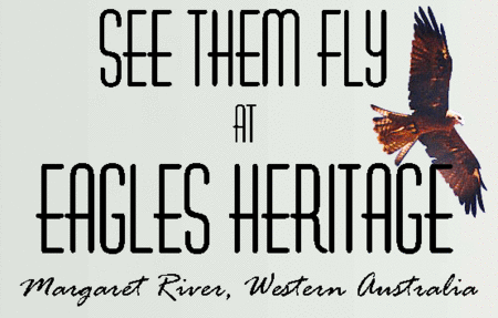 Eagles Heritage Raptor Wildlife Centre - Accommodation Adelaide 0