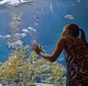 The Aquarium Of Western Australia - Accommodation Adelaide 0