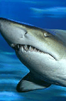 The Aquarium Of Western Australia - Accommodation Adelaide 2
