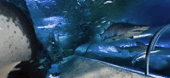 The Aquarium Of Western Australia - Accommodation Adelaide 3