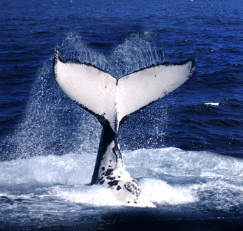 Brisbane Whale Watching - Accommodation Adelaide 0