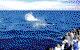 Brisbane Whale Watching - thumb 1