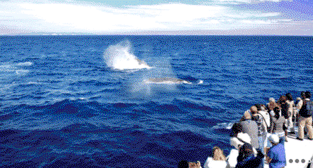 Brisbane Whale Watching - Accommodation Adelaide 1