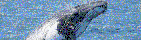 Brisbane Whale Watching - Accommodation Adelaide 2