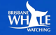 Brisbane Whale Watching - thumb 3