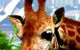 Taronga Zoo - thumb 3