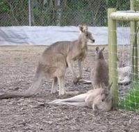 Jirrahlinga Koala  Wildlife Sanctuary - Accommodation Adelaide