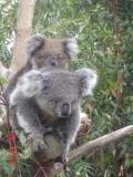 Jirrahlinga Koala & Wildlife Sanctuary - Accommodation Adelaide 1