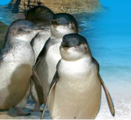 Phillip Island Penguin Parade - Accommodation Adelaide 0