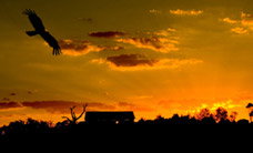 Werribee Open Range Zoo - Accommodation Adelaide 1