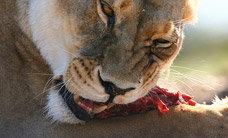 Werribee Open Range Zoo - Accommodation Adelaide 2
