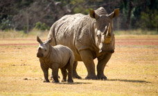 Werribee Open Range Zoo - Accommodation Adelaide 3
