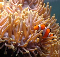 Reef HQ Great Barrier Reef Aquarium - Accommodation Adelaide