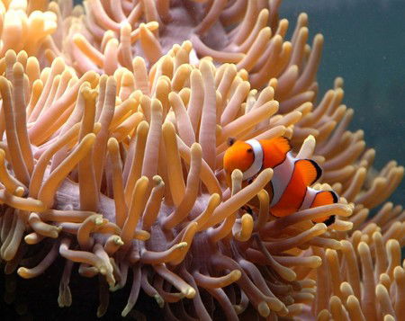 Reef HQ Great Barrier Reef Aquarium - Accommodation Adelaide 0