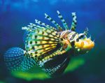 Underwater World - Accommodation Adelaide 0