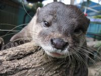 Underwater World - Accommodation Adelaide 1
