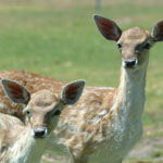 Marapana Wildlife Park - Accommodation Adelaide 0