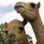 Marapana Wildlife Park - Accommodation Adelaide 3