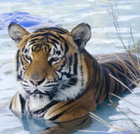 Zoo Doo Wildlife Park - Accommodation Adelaide