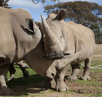 Monarto Zoo - Accommodation Adelaide