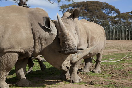 Monarto Zoo - Accommodation Adelaide 0