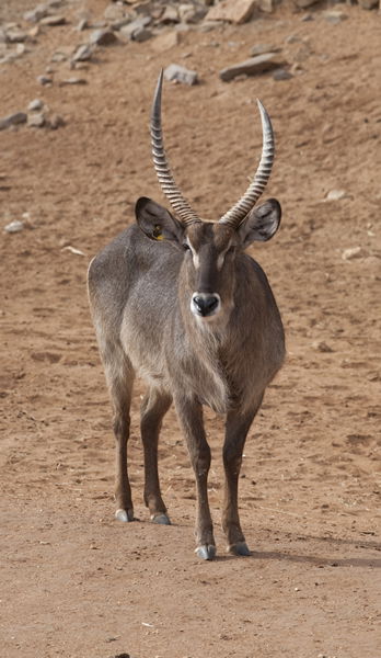Monarto Zoo - Accommodation Adelaide 1