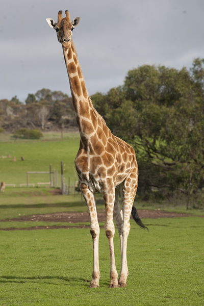 Monarto Zoo - Accommodation Adelaide 3