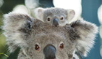  Accommodation Adelaide
