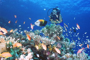 Drop Zone Dive Site - Accommodation Adelaide 0