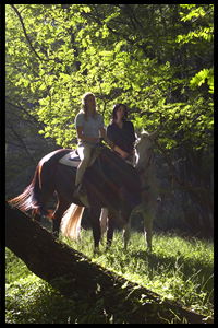 Glenworth Valley Horseriding - Accommodation Adelaide 2
