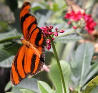 Butterfly Farm - Accommodation Adelaide