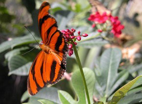 Butterfly Farm - Accommodation Adelaide 0