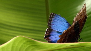Butterfly Farm - Accommodation Adelaide 3