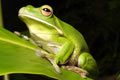 The Rainforest Habitat - Accommodation Adelaide 0
