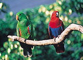 The Rainforest Habitat - Accommodation Adelaide 1