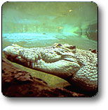 Kakadu National Park - Accommodation Adelaide 1