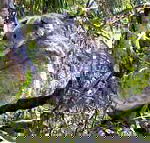Koala Conservation Centre - Accommodation Adelaide