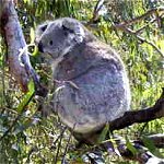 Koala Conservation Centre - Accommodation Adelaide 0