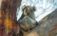 Koala Conservation Centre - Accommodation Adelaide 2