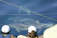 Temptation Sailing - Accommodation Adelaide 2