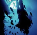 Scuba World - Accommodation Adelaide
